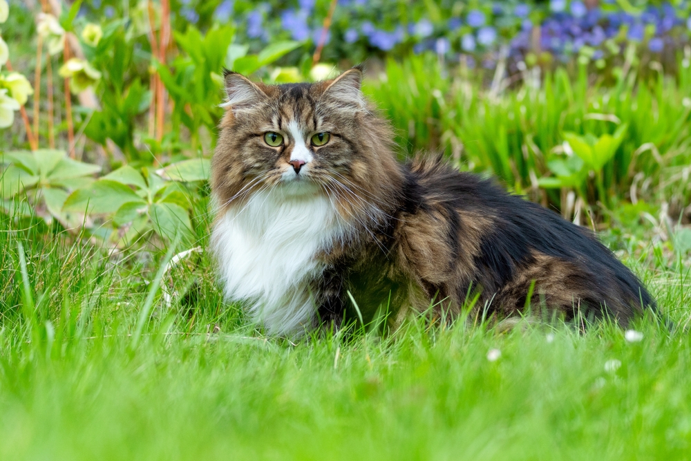 Assurance chat sans carence ni franchise